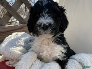 Mixed Breed dogs Diamont - Ad 30