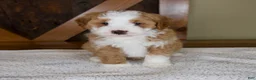 Mini Bernedoodle dogs for sale: Sanderson - Rare color! - Ad 1