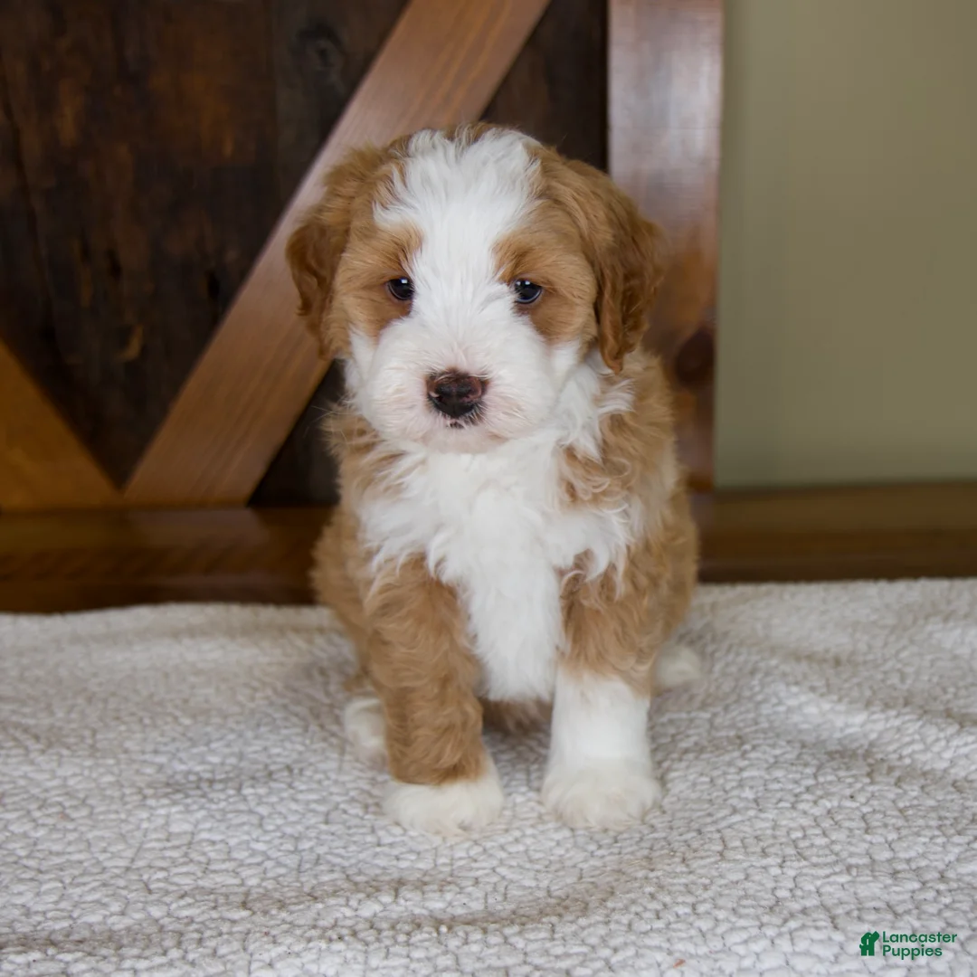Mini Bernedoodle dogs for sale: Sanderson - Rare color! - Ad 1