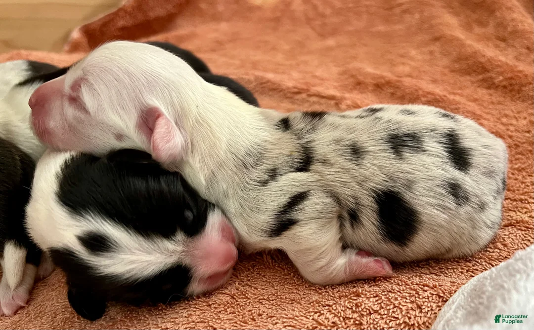 Welsh Corgi Cardigan dogs for sale: Welsh Corgi Cardigan Puppy 2: 88 - Ad 2