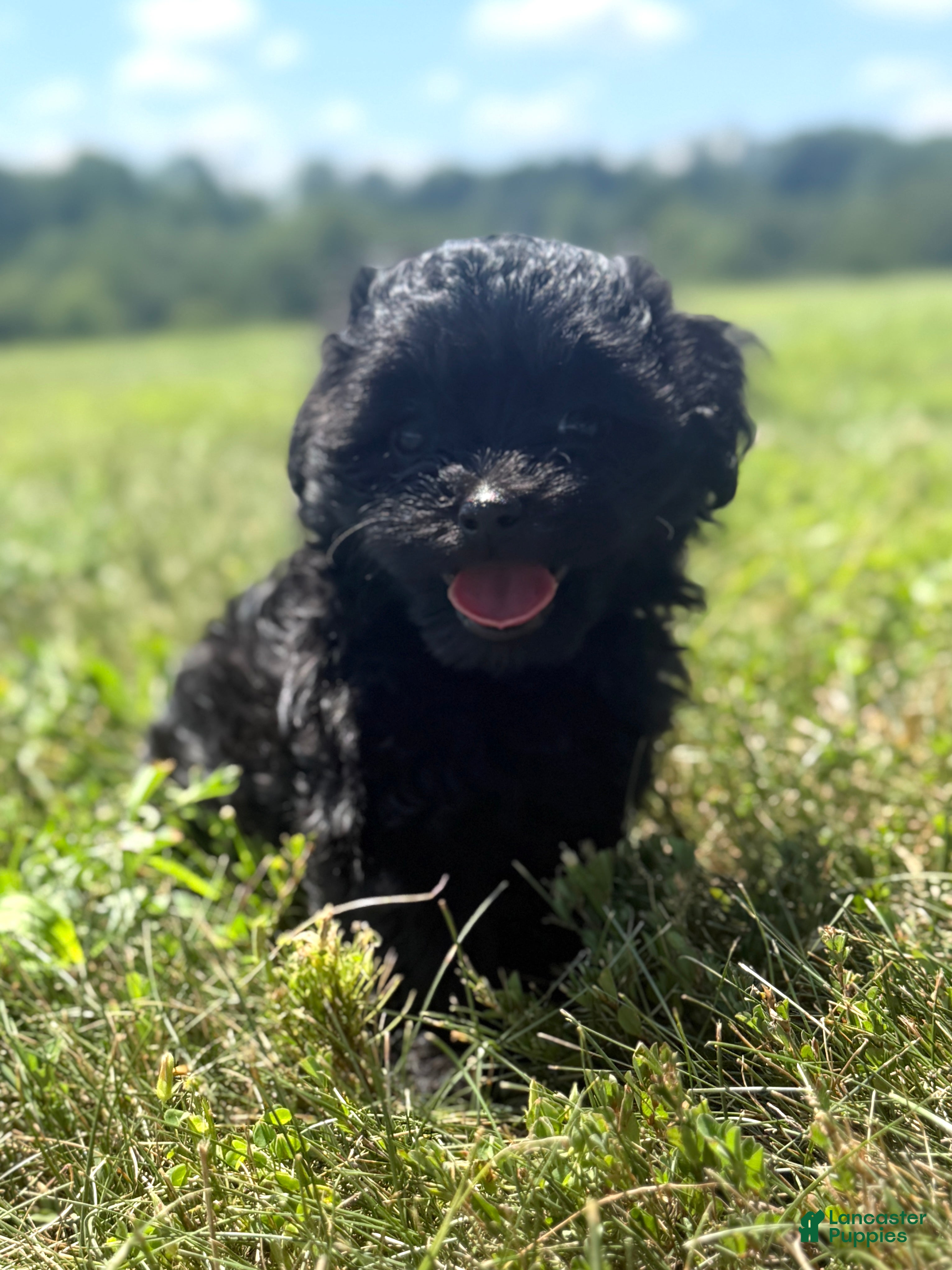 Mixed Breed dogs Holly - Ad 2