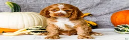 Cocker Spaniel dogs for sale: Zedrick - Ad 4