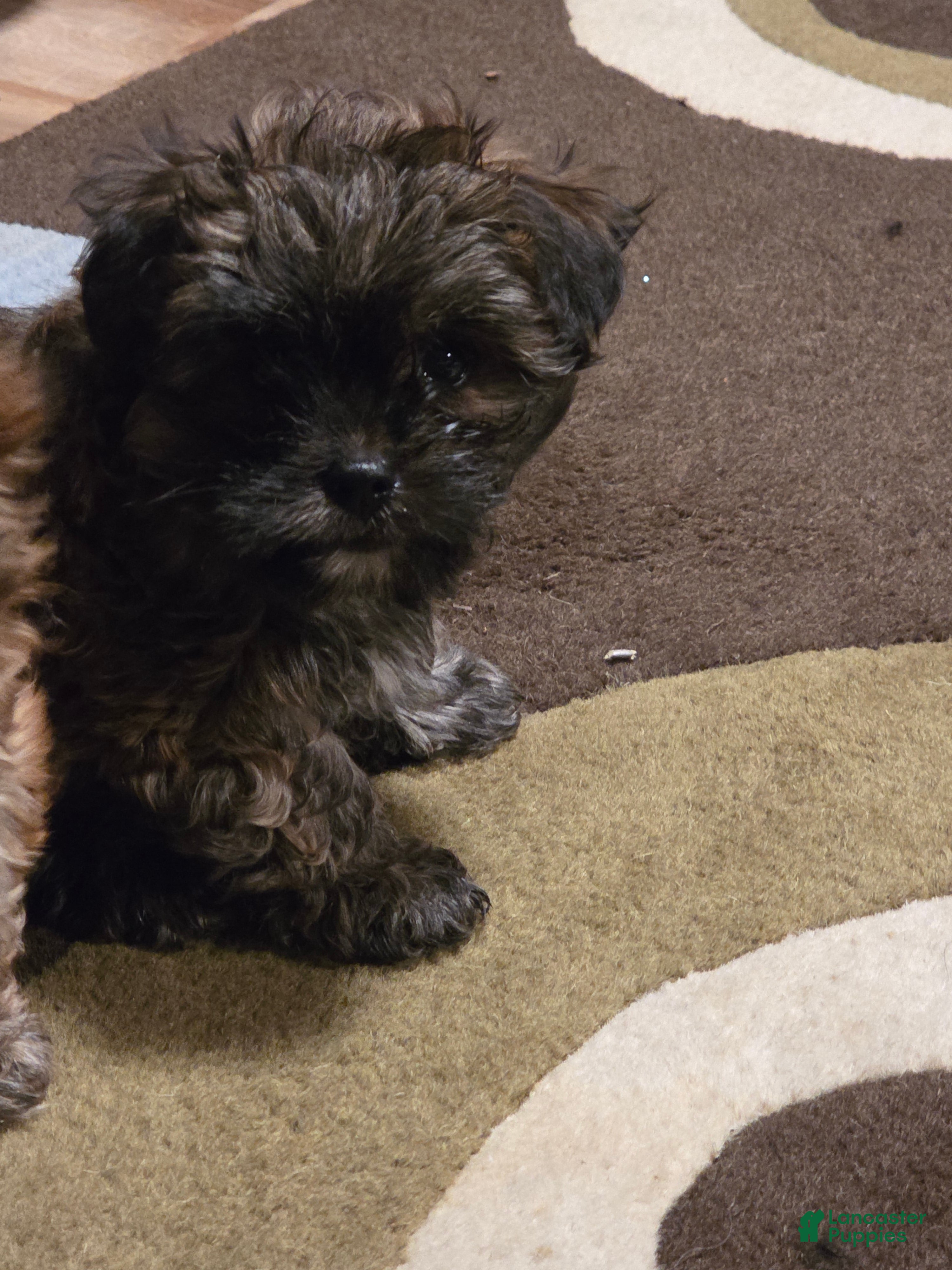 Yorkiepoo dogs Yorkiepoo Puppy 2 - Ad 1