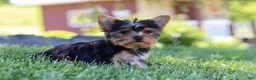 Yorkshire Terrier dogs for sale: Drake - Ad 12