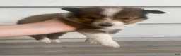 Shetland Sheepdog dogs for sale: Sylvana - Ad 7