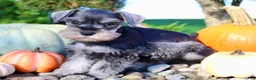 Miniature Schnauzer dogs for sale: Ellie Female AKC Mini Schnauzer - Ad 10