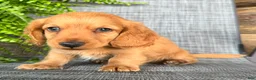 Dachshund dogs for sale: Silas - Ad 4