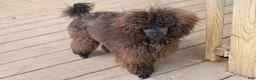 Toy Poodle dogs for sale: Barracuda (Cuda)  - Ad 4