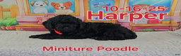 Toy Poodle dogs for sale: Harper - Ad 1