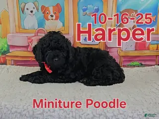 Toy Poodle dogs Harper - Ad 5