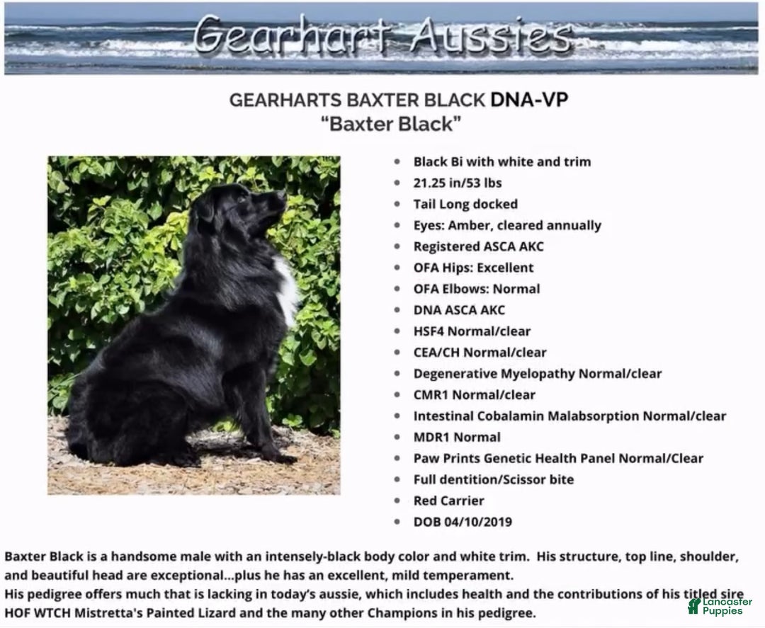 Australian Shepherd dogs for sale: Dancer - Ad 5