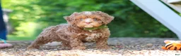 Cavapoo dogs for sale: Tipper - Ad 4