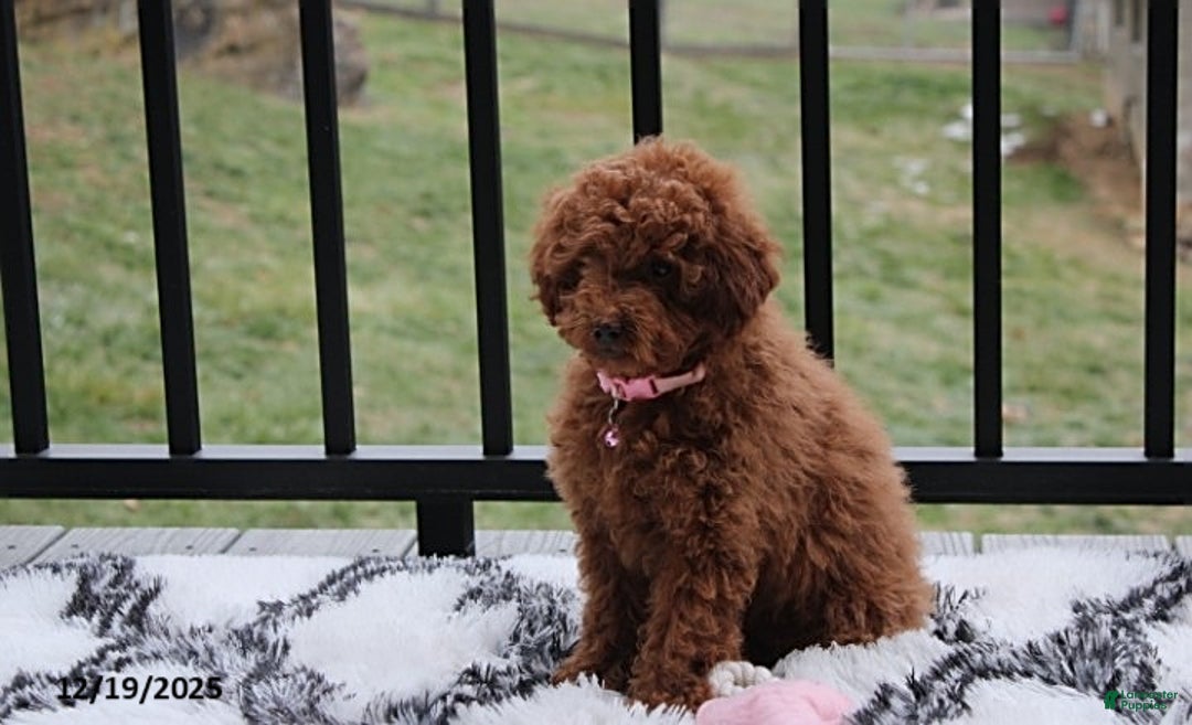 Toy Poodle dogs for sale: Paige - Ad 10