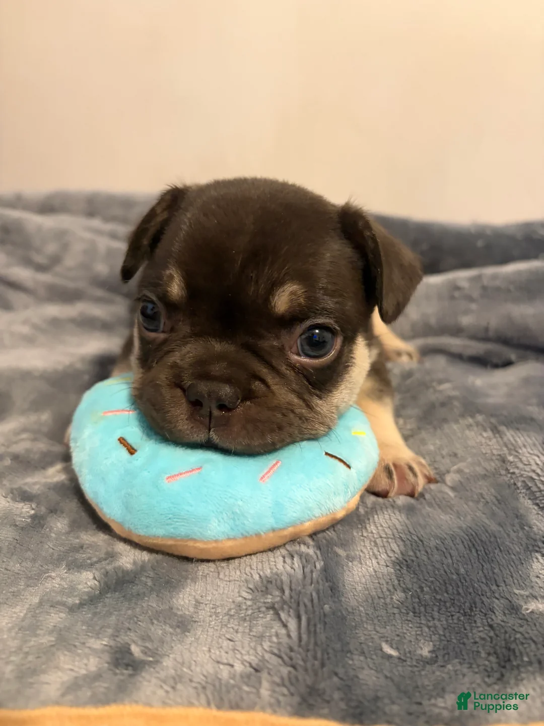 French Bulldog dogs for sale: French Bulldog (green collar) - Ad 1