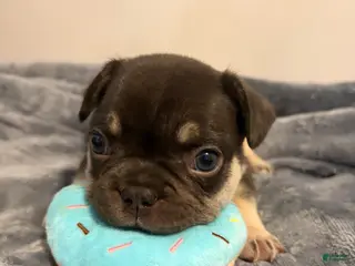 French Bulldog dogs French Bulldog (green collar) - Ad 22