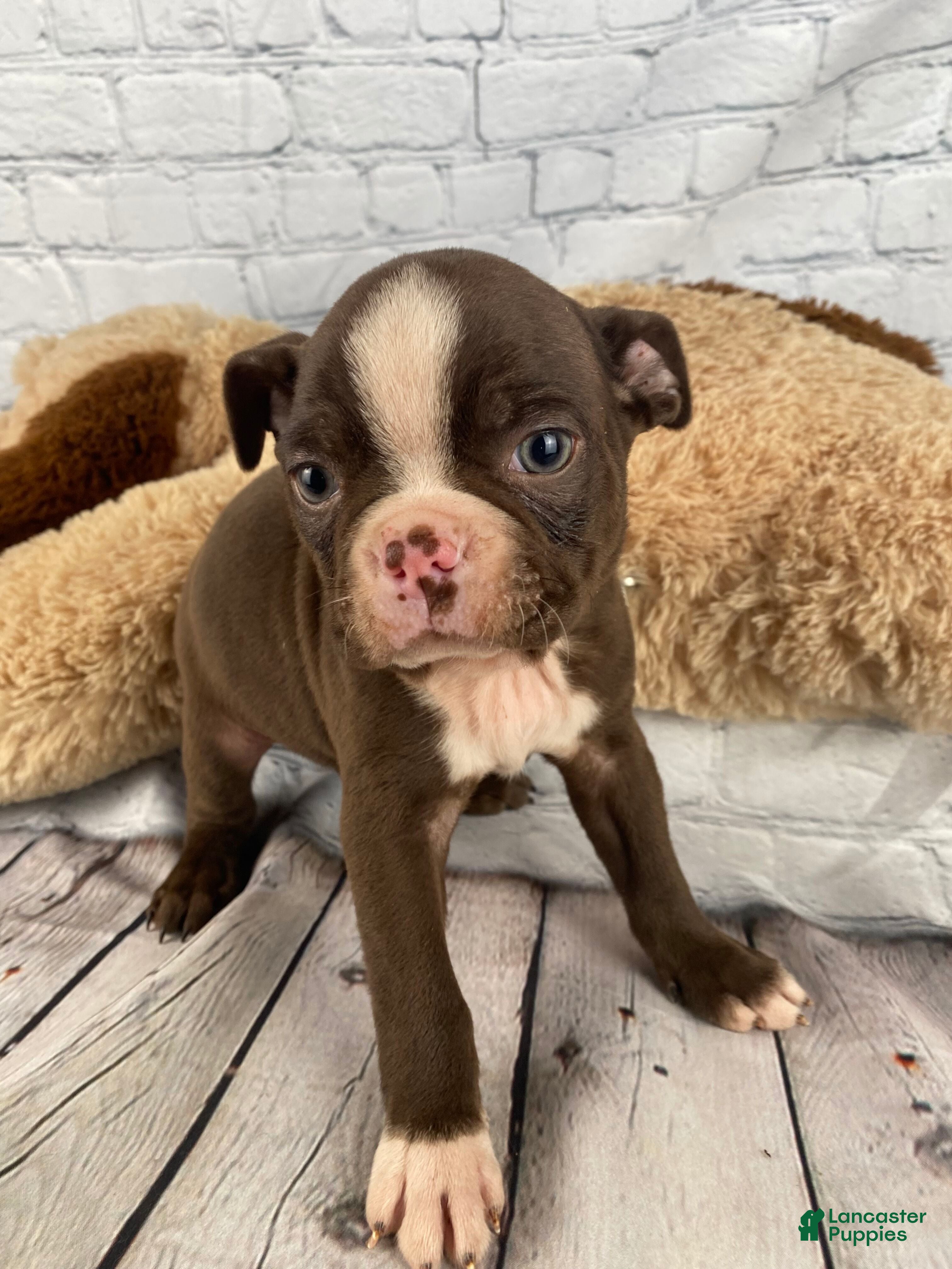 Boston Terrier dogs Apollo - Ad 1