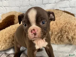 Boston Terrier dogs for sale: Apollo - Ad 3