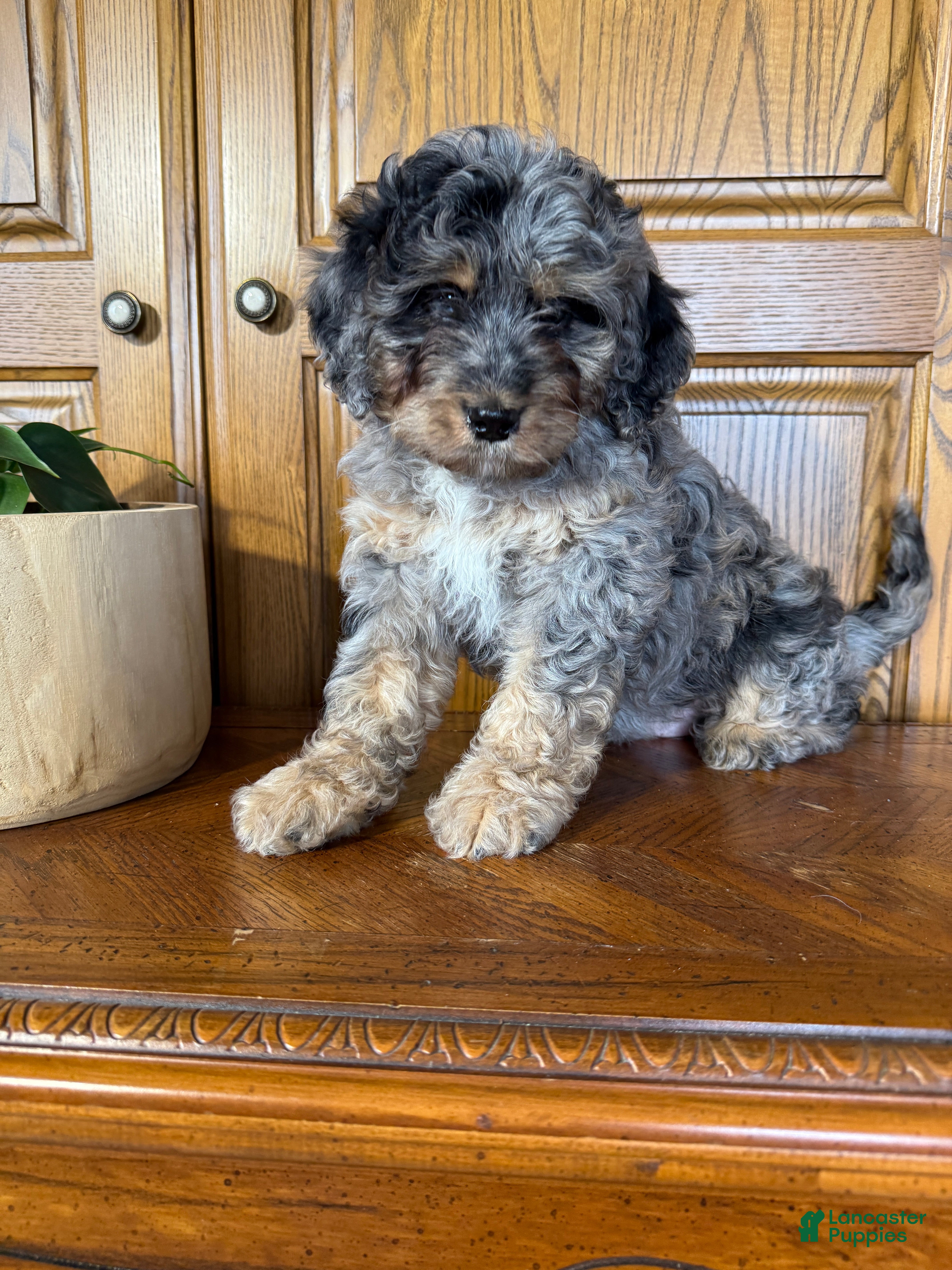 Mini Bernedoodle dogs Milo - Ad 2