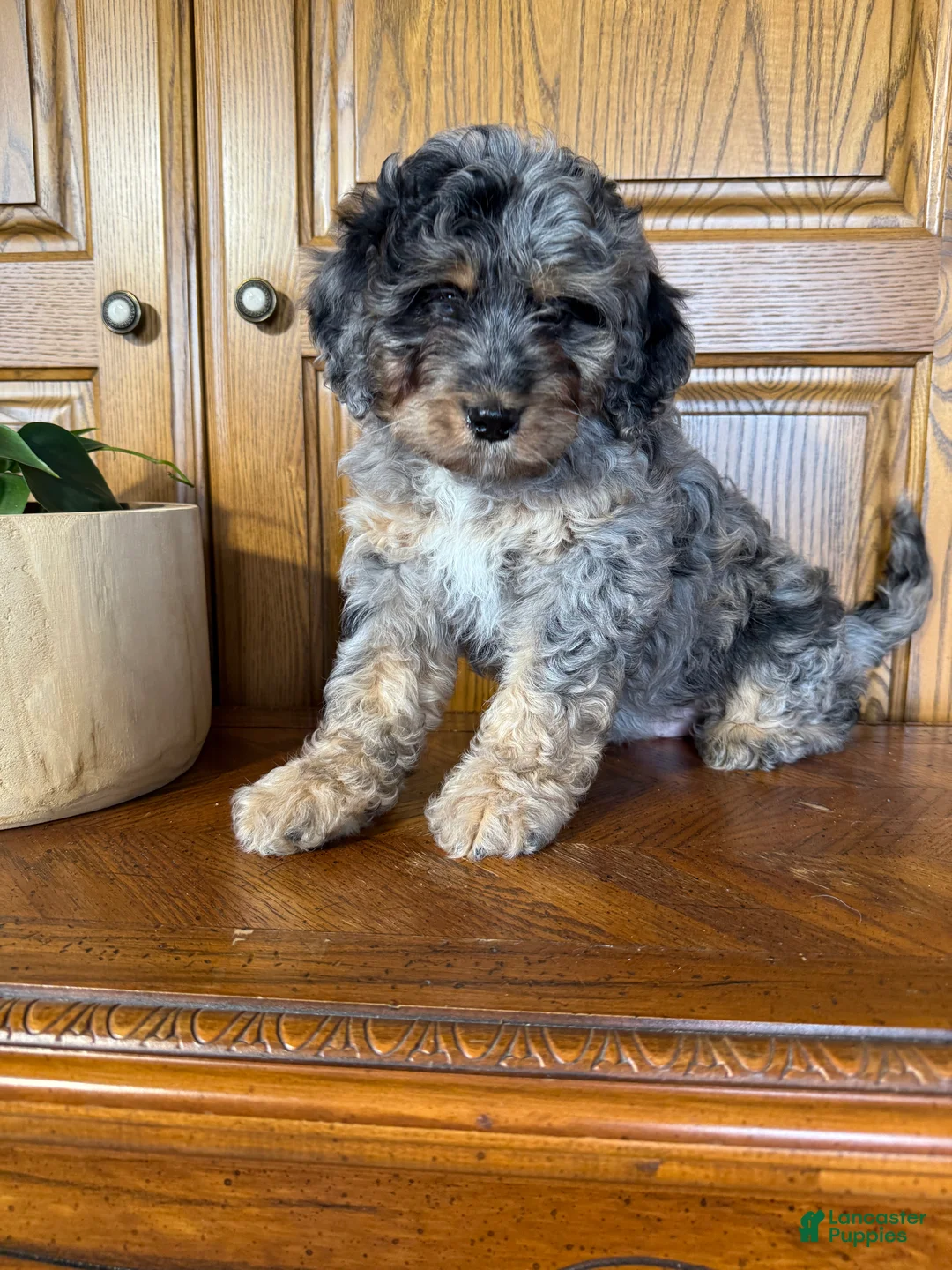 Mini Bernedoodle dogs for sale: Milo - Ad 2