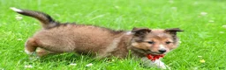 Shetland Sheepdog dogs for sale: Karma - Ad 11