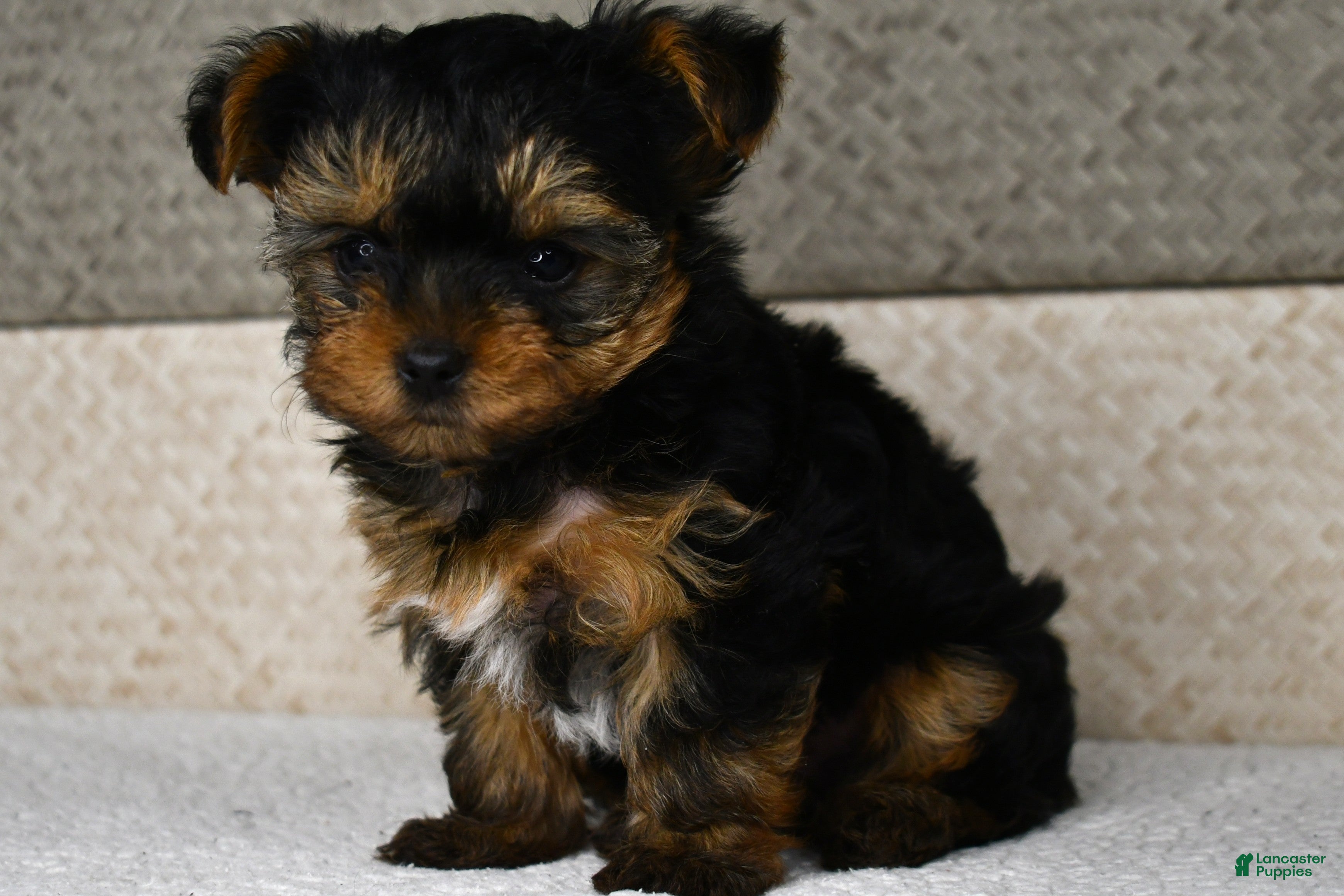 Yorkshire Terrier dogs for sale: Axle - Ad 1