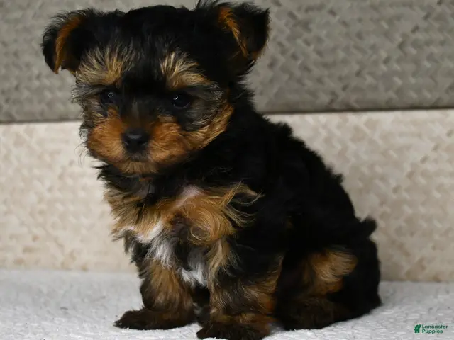 Yorkshire Terrier dogs for sale: Axle - Ad 1