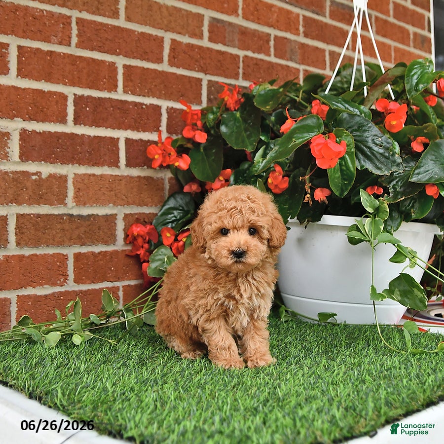 Toy Poodle dogs Teddy - Ad 2