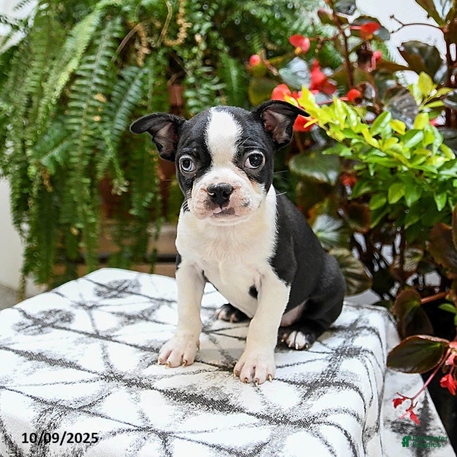Boston Terrier Puppies for sale under $500 Lancaster Puppies