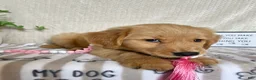 Golden Retriever dogs for sale: Gidget  - Ad 3