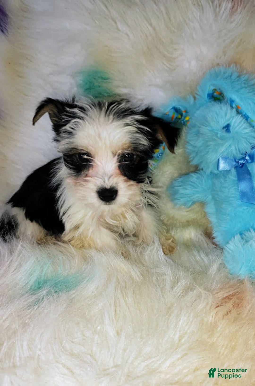Yorkshire Terrier dogs for sale: Yorkshire Terrier Puppy 3 - Ad 1