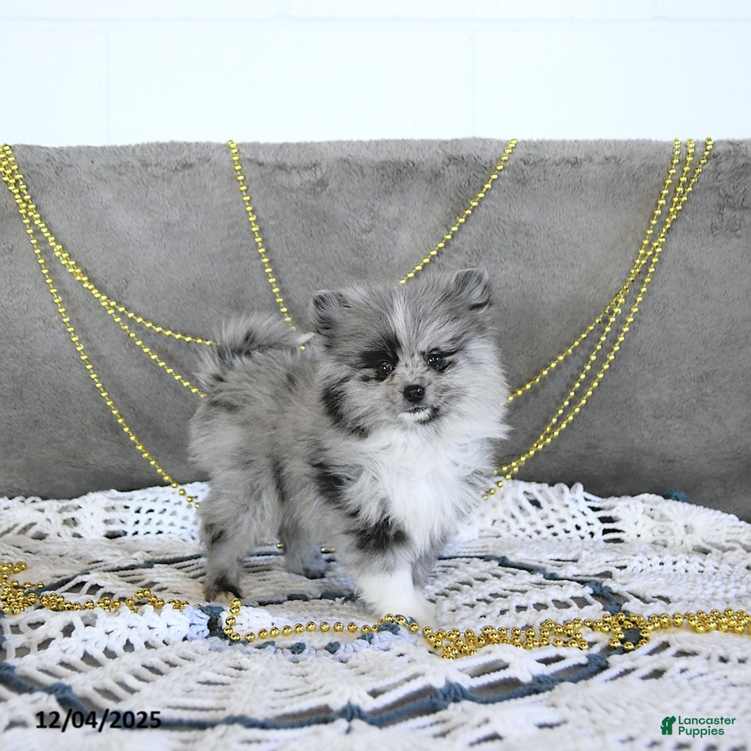 Pomeranian dogs for sale: Ryker GENETIC CLEARED - Ad 5