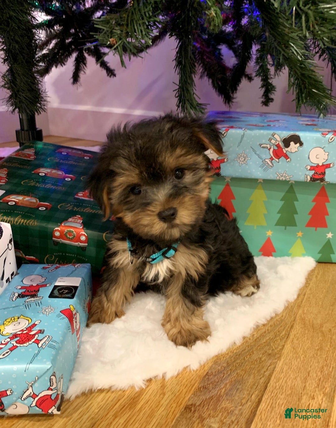 Yorkshire Terrier dogs for sale: Rudolph - Ad 3