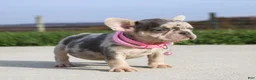 French Bulldog dogs for sale: Pebbles - Ad 4