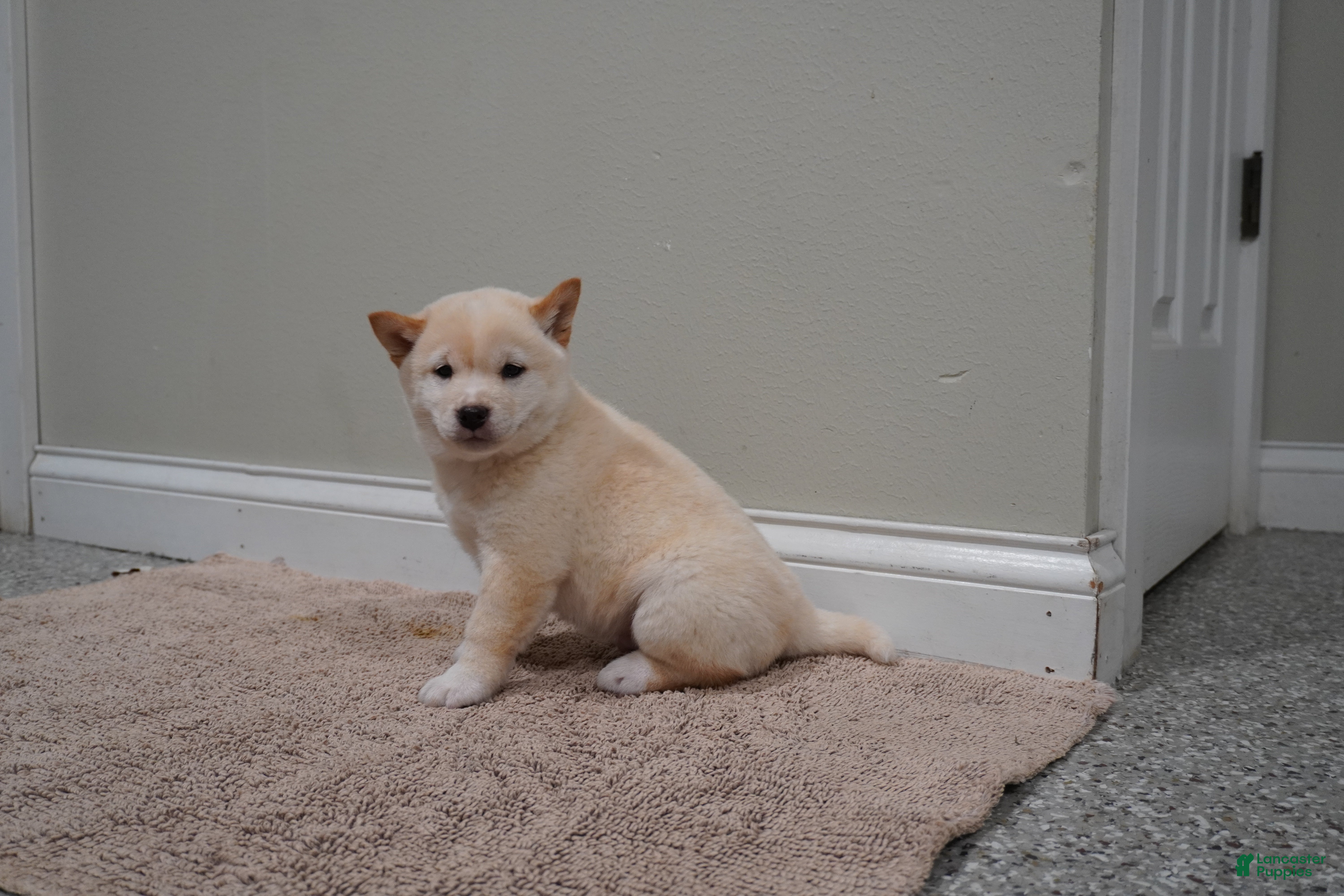 Shiba Inu dogs Shiba Inu Puppy 1 - Ad 1