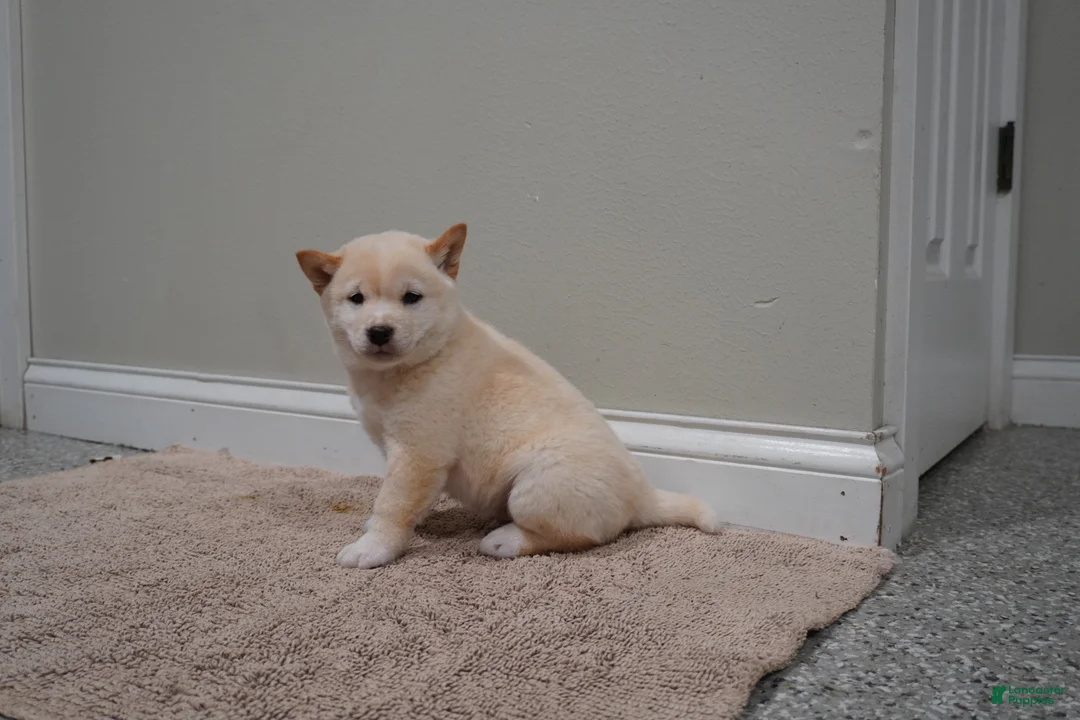 Shiba Inu dogs for sale: Shiba Inu Puppy 1 - Ad 1
