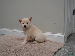 Shiba Inu dogs for sale: Shiba Inu Puppy 1 - Ad 1