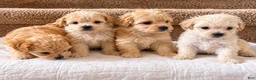 Maltipoo dogs for sale: Meet Coco — Adorable Maltipoo Puppy - Ad 25