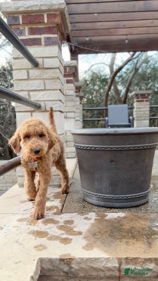 Standard Poodle dogs Buddy - Moyen Size Poodle - Ad 2