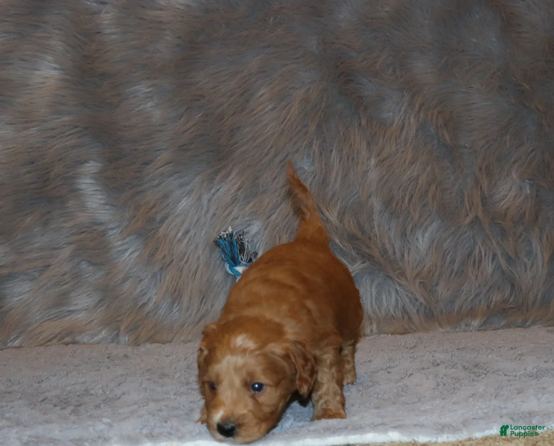 Mini Goldendoodle dogs for sale: Wyatt 💙 Genetic Clear Parents - Ad 15