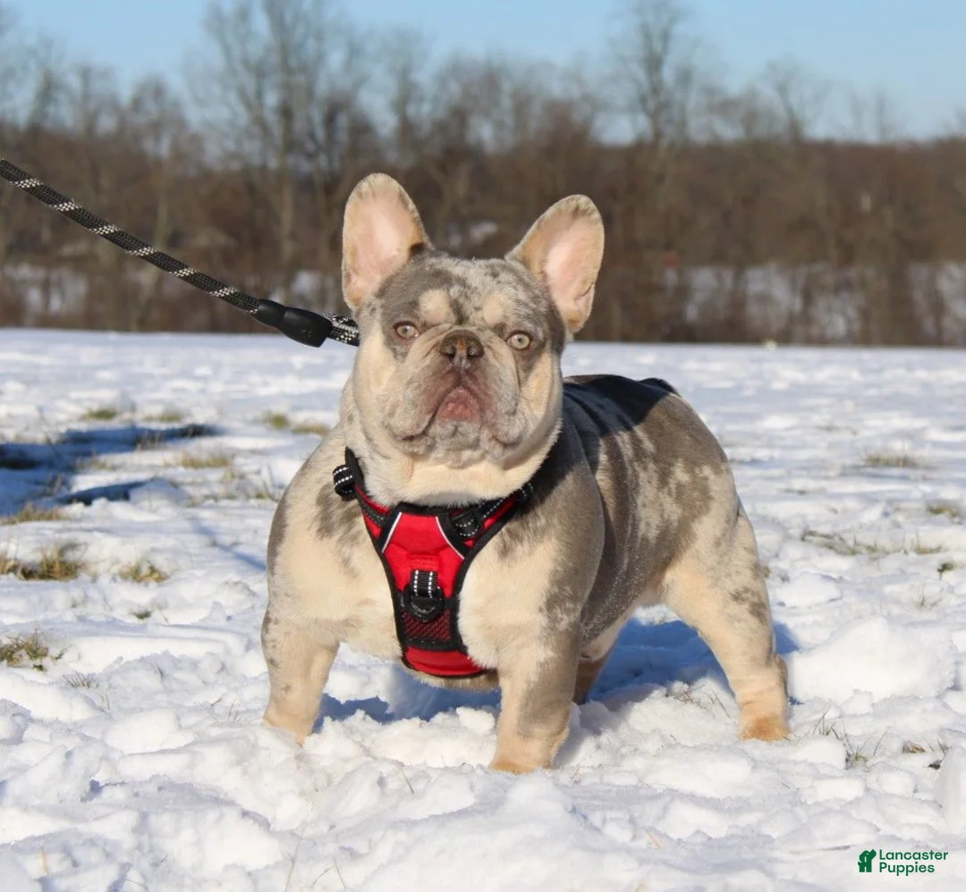 French Bulldog dogs for sale: Stitch - Ad 7
