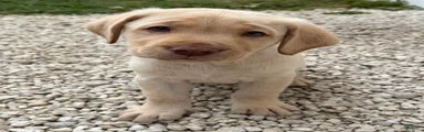 Labrador Retriever Puppy 2