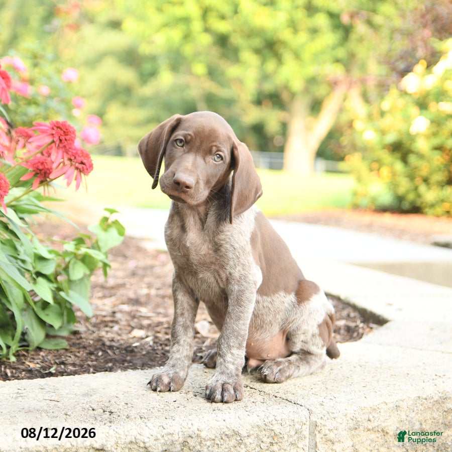 German Shorthaired Pointer dogs Ben - Ad 1