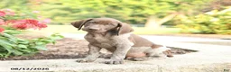 German Shorthaired Pointer dogs for sale: Ben - Ad 1