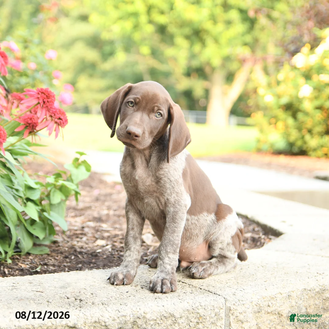German Shorthaired Pointer dogs for sale: Ben - Ad 1