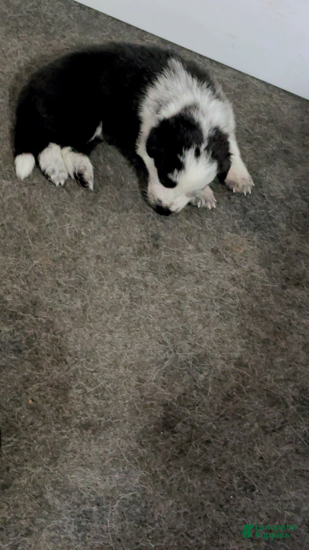 German Shepherd dogs for sale: Frost - Ad 5