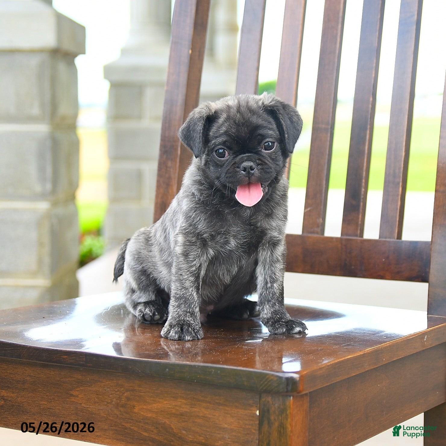 Pug dogs Farlo - Ad 1