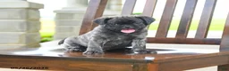 Pug dogs for sale: Farlo - Ad 1
