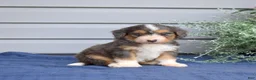 Mini Bernedoodle dogs for sale: Barkley - Ad 4