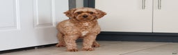 Cavapoo dogs for sale: Izzy - Ad 8