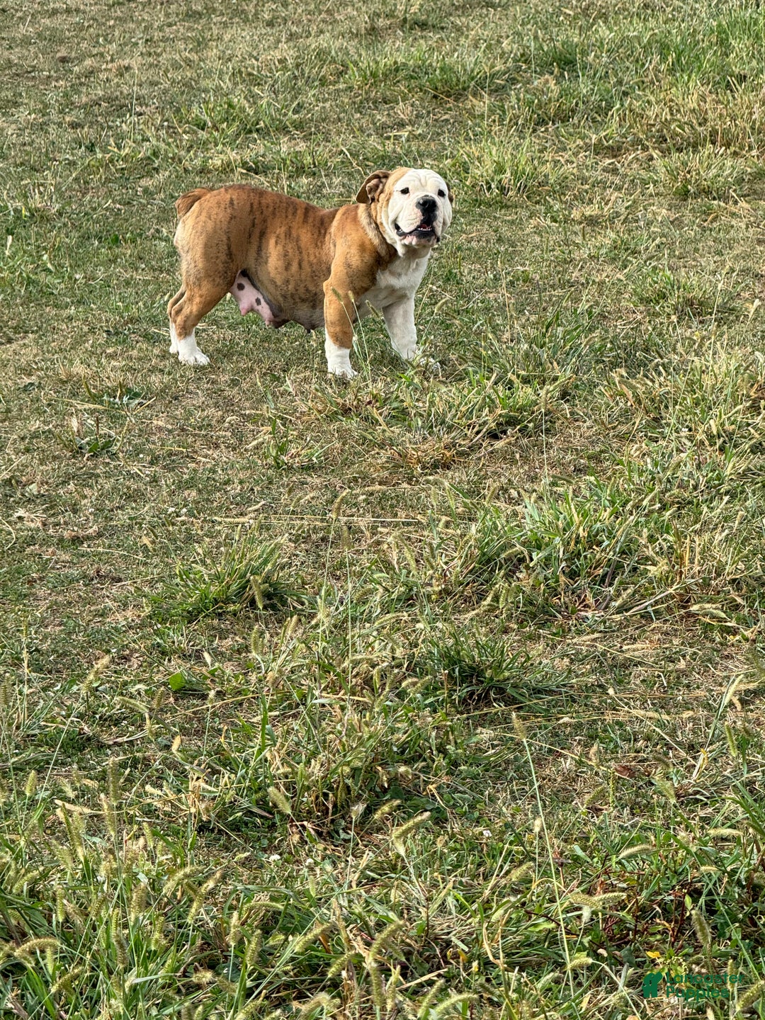 English Bulldog dogs for sale: Hunter  - Ad 9